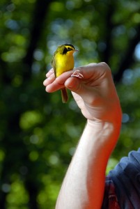 Kentucky Warbler netted and banded at CNR's Hill Camp