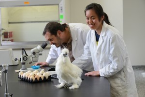 A student works with a chicken in a Williams Hall lab. Photo by Marc Hall